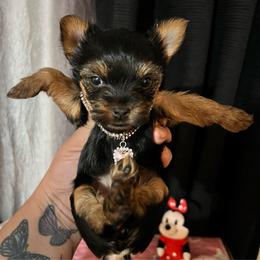 Ruby - Black and tan female Yorkshire Terrier puppy in Las Vegas, Nevada from Lala’s Pups
