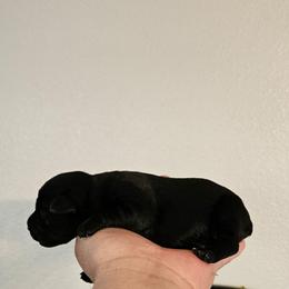 Female 4 - Black female Miniature Schnauzer puppy in Chino, California from So Cal Schnauzer