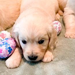 Golden Retriever puppies from Sierra View English Creams