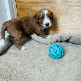 Orange boy - Red  male Goldendoodle puppy in Denison, Iowa from Violet View Iowa Goldendoodles