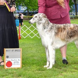 Borzois from ShiFae Legacy