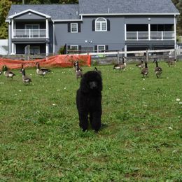 Poodle Puppies from D and D Standard Poodles