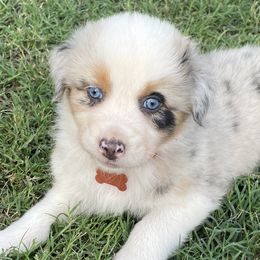 Boy 1 - Blue merle Australian Shepherd puppy in Blum, Texas from 4P Poteet Farms