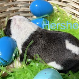 Hershey - Black male American Staffordshire Terrier puppy in Fort Worth, Texas from Josiah Carter