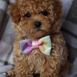 Maltipoo Puppies from Little Cupcakes and Little Punkins Maltipoos