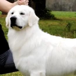 Cotons de Tulear and Golden Retrievers from Four Lochs LLC