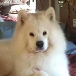 GoGo - Samoyed