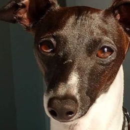 Italian Greyhounds from Cave Canem Rex Italian Greyhounds