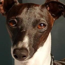 Italian Greyhounds from Cave Canem Rex Italian Greyhounds