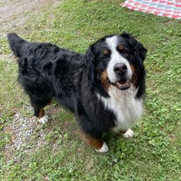 Bernese Mountain Dog All Grown Up from Carma Que’s Bernese Mountain Dogs