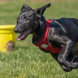 Border Collies and Sporty Mixes from Vintage Border Collies