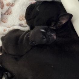 French Bulldog Puppies from Diamonds Frenchies