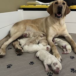 Labrador Retriever Puppies from Red Barn Family Labs