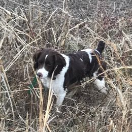 Sage - Brittany