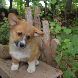 Stanley - Red male Pembroke Welsh Corgi puppy in Forestville, Wisconsin from Bottom Of the Thumb Pembroke Corgis