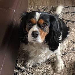 Cavalier King Charles Spaniels from Shady Cove Cavaliers, Southern Or.