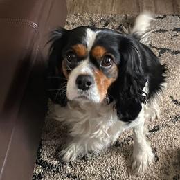 Cavalier King Charles Spaniels from Shady Cove Cavaliers, Southern Or.