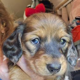 Lighter shaded red dapple girl - Dapple female Dachshund puppy in Lyle, Washington from Wines Wienery