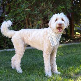 Trixie - Goldendoodle