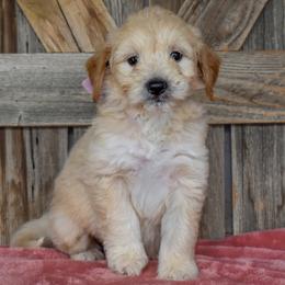Female 1 of 1 - Cream female Goldendoodle puppy in Macedon, New York from Toodles Goldendoodles