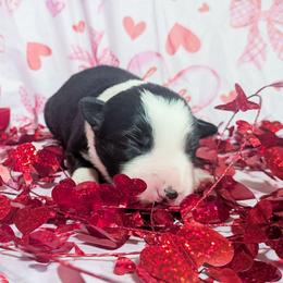 Kiss - Black and white female Border Collie puppy in Raccoon, Kentucky from Skyline Border Collies
