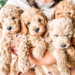 Goldendoodle puppies from First Coast Goldendoodles