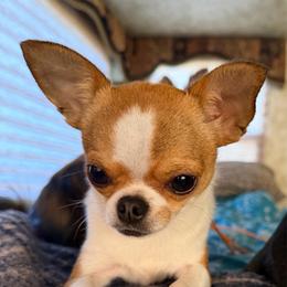 Peaches - Red and white female Chihuahua puppy in Roseville, California from California Dreaming
