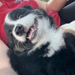 Miniature Australian Shepherd Puppies from Peace Creek Aussies