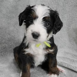 Light Green Collar 'Sprite' - Tri-color female Bernedoodle puppy in Mora, Minnesota from Knudsen Pups