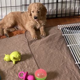 Goldendoodle Puppies from Honeydoodles