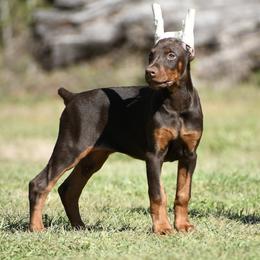 April - Red and rust female Doberman Pinscher puppy in Overton, Texas from Obsidian Kennel