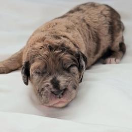 Edna - Merle female Saint Berdoodle puppy in Battle Ground, Washington from Mad Hatter Farms Saint Berdoodles
