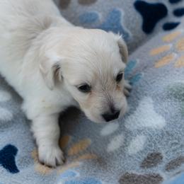 Aïoli - Cream male Dachshund puppy in Perry, Florida from EntityDachs