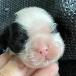 Cocker Spaniel Puppies from Cuttin Blue Farms
