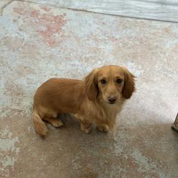 Cletus - Dachshund