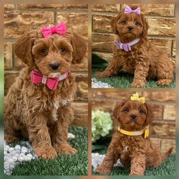 Cavapoo and Poodle Puppies from Browns Babies
