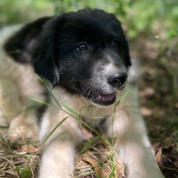 Askar - White and black male Karakachan puppy in Hogansville, Georgia from Goshen Highlands