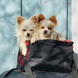 Chihuahuas from Shawneen's Chihuahuas