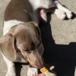 Charlie - Dachshund