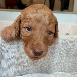 Holly - Apricot female Goldendoodle puppy in South Fulton, Georgia from Golden Paws Farm