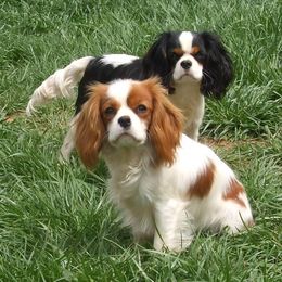Cavalier King Charles Spaniel Puppies from Claymoore Cavaliers