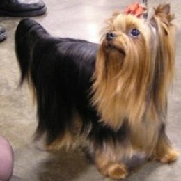 Yorkshire Terrier Puppies from Mirage Yorkies