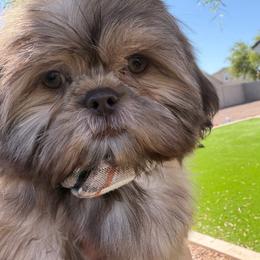 Benny - Liver male Shih Tzu puppy in Austin, Texas from Shih Tzu’s  ‘N’ Love