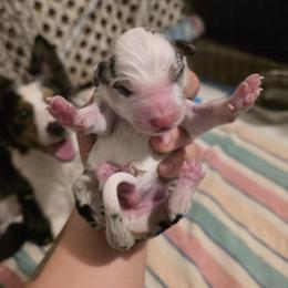 Radar - Blue merle male Border Collie puppy in Menasha, Wisconsin from Little Rose Retrievers