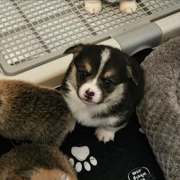Beans - White and black male Pembroke Welsh Corgi puppy in Williams, California from Half Hitch Corgis