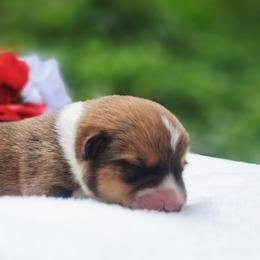 Boy 3 - male American Corgi puppy in Gouverneur, New York from St. Lawrence Corgis
