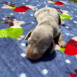 Tulip -  4500 AKC - Dapple female Dachshund puppy in Indian Trail, North Carolina from Hilda’s Teenie Weenies