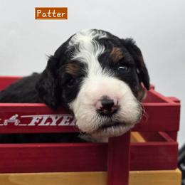 Patter - Tri-color male Bernedoodle puppy in Neillsville, Wisconsin from Granton Creek