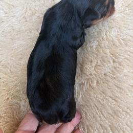 Yorkshire Terrier Puppies from Diane Davis