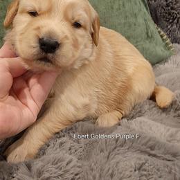 Purple collar - Golden female Golden Retriever puppy in Saint Helens, Oregon from Ebert Golden Retrievers & Pugs